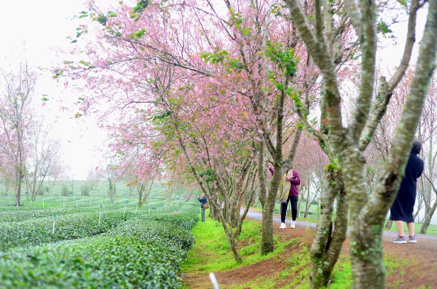 Lễ hội hoa hoa Mai Anh Đào