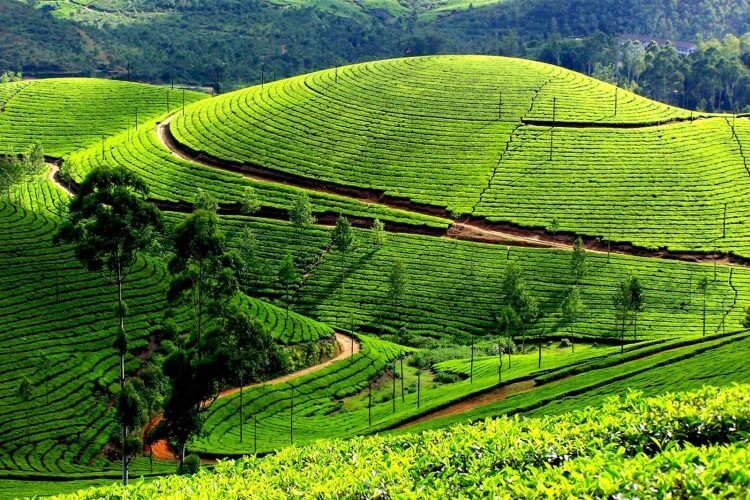 Giải chạy khám phá vùng chè Tân Cương
