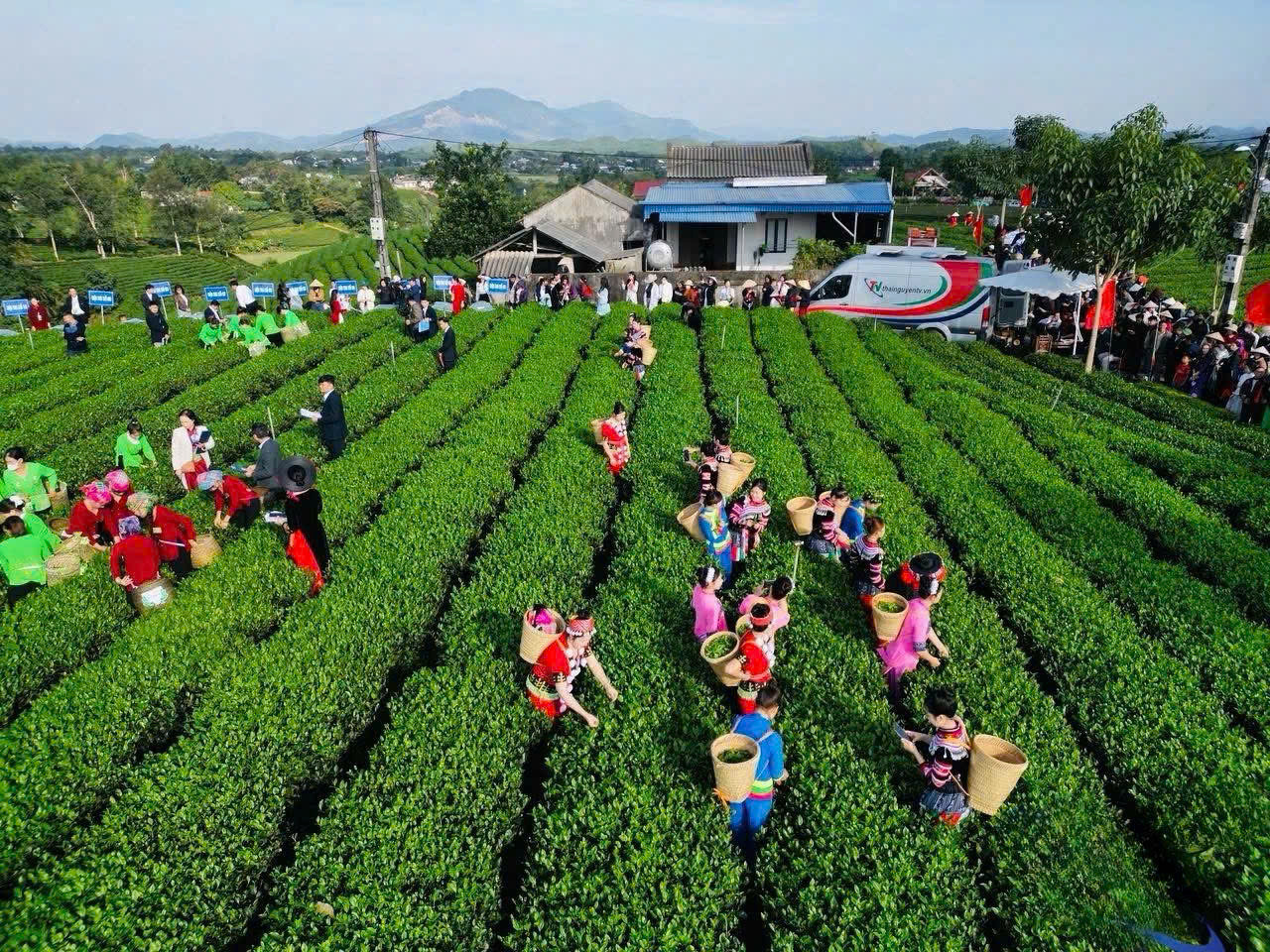 Trải nghiệm văn hóa trà – Hương vị xứ Trà