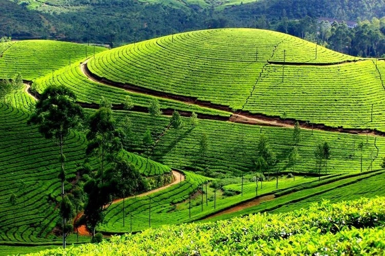 Giải chạy khám phá vùng chè Tân Cương