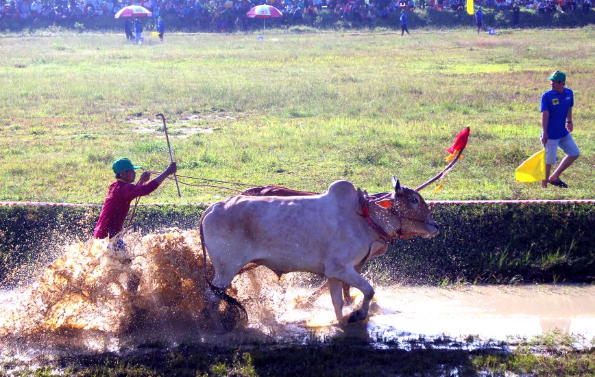 Giải đua bò Bảy Núi mở rộng